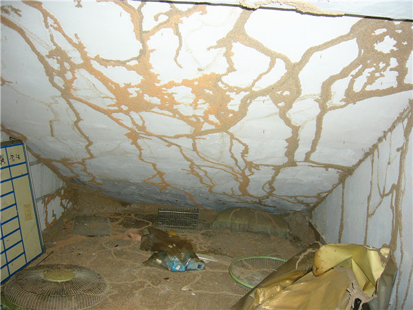白蚁在墙体上的蚁路白蚁巢穴内的白蚁后深圳金卫士白蚁防治中心专治