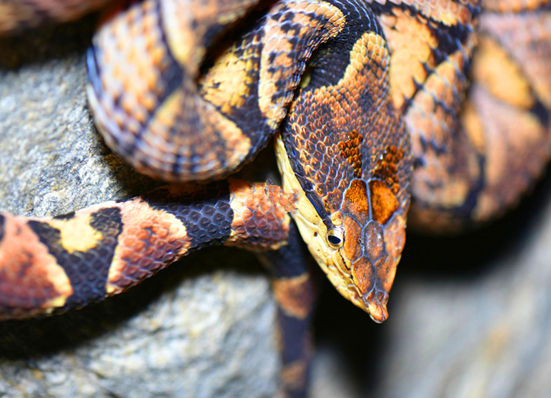 毒蛇 (9).jpg