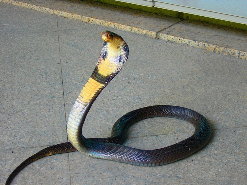 毒蛇 (11).JPG