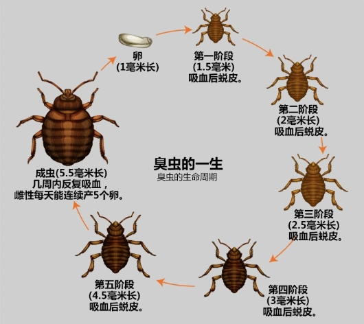 臭虫.png 臭虫.png