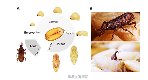 米象 (2).png 米象 (2).png