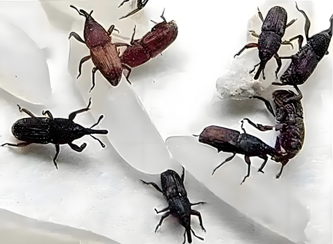 米象 (14).png 米象 (14).png
