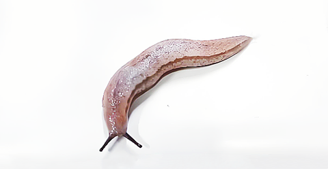 蛞蝓 (1).png 蛞蝓 (1).png