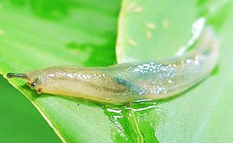 蛞蝓 (14).png 蛞蝓 (14).png