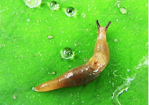 蛞蝓 (15).png 蛞蝓 (15).png