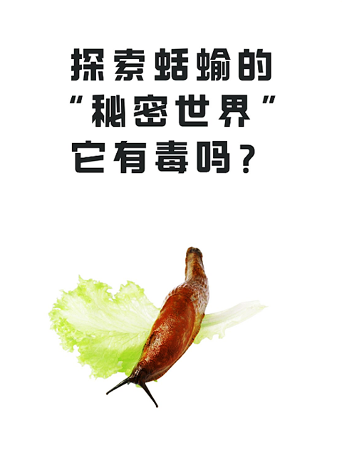 蛞蝓 (4).png 蛞蝓 (4).png