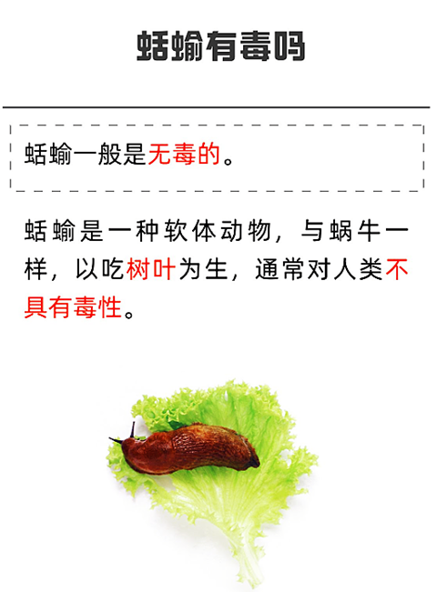 蛞蝓 (5).png 蛞蝓 (5).png