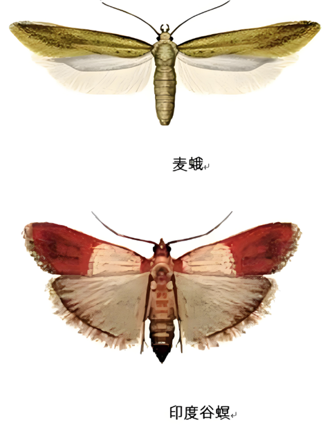 麦蛾 (6).png 麦蛾 (6).png