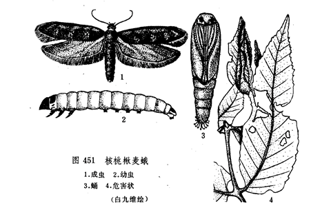 麦蛾 (2).png 麦蛾 (2).png