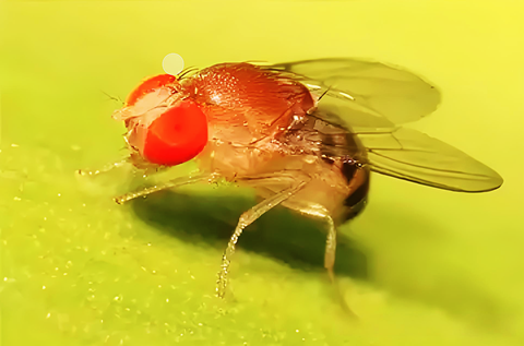 果蝇 (1).png 果蝇 (1).png